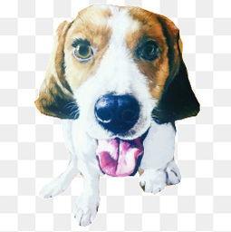 狗吐舌头图片,狗狗吐舌散热，萌态可掬瞬间