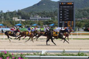 韩国马图片,传统之美与竞技精神的完美融合