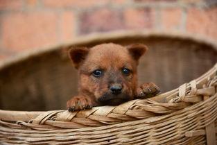 狗仔图片,狗仔镜头下的明星风采