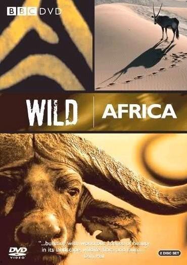 野性非洲背景音乐,探寻原始自然的音乐之旅